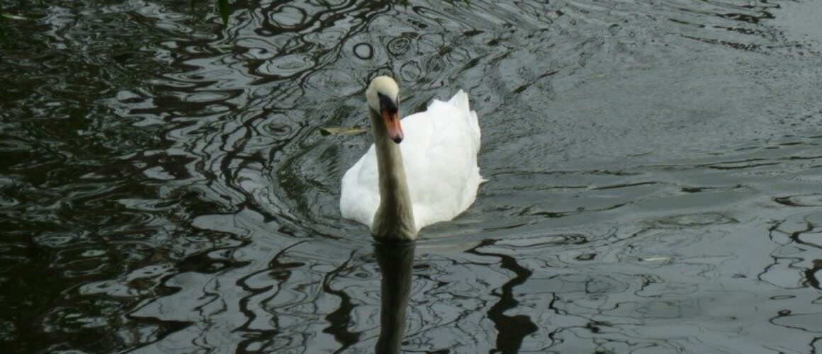 fishers green walk 01