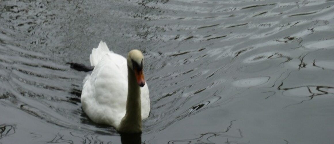 fishers green walk 02