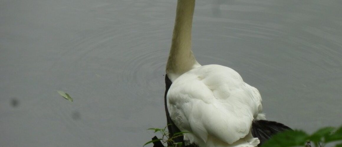 fishers green walk 03