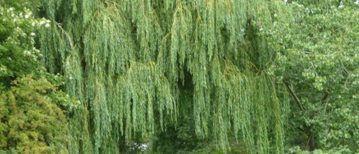 fishers green walk 07