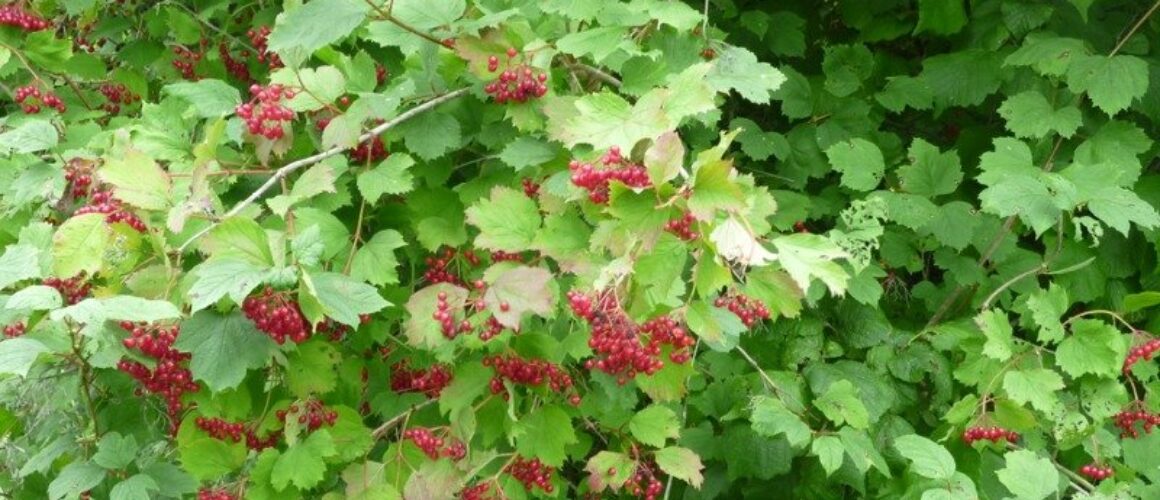 fishers green walk 11