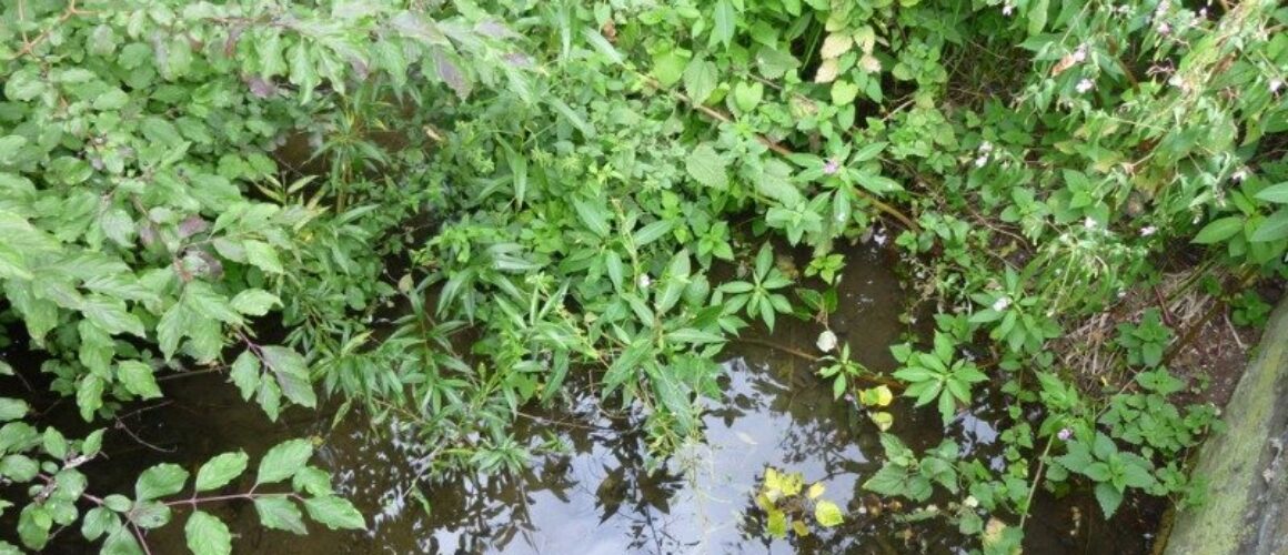 fishers green walk 12