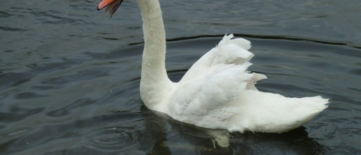 fishers green walk 13