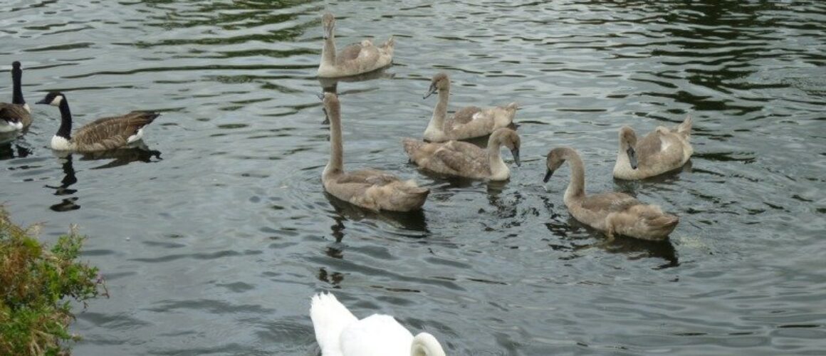 fishers green walk 16