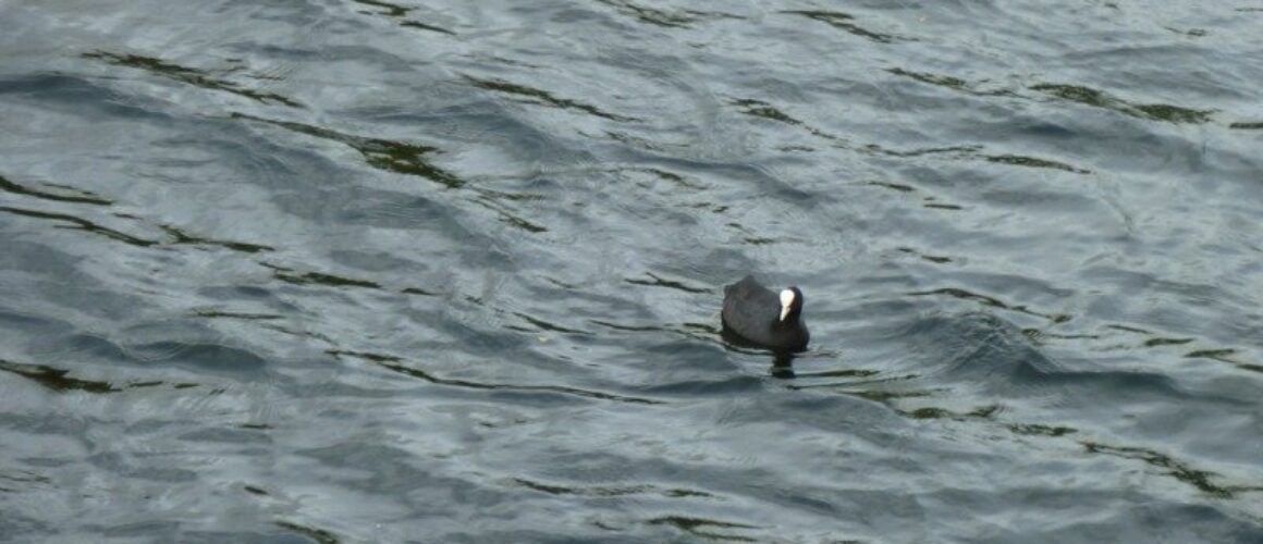 fishers green walk 18