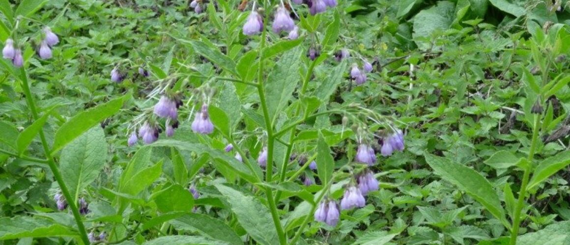 fishers green walk 23