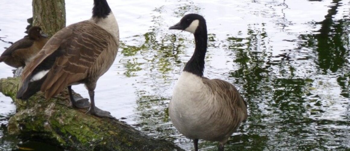 fishers green walk 27