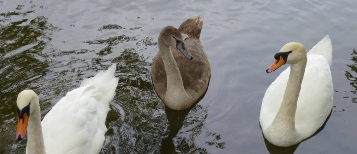 fishers green walk 28