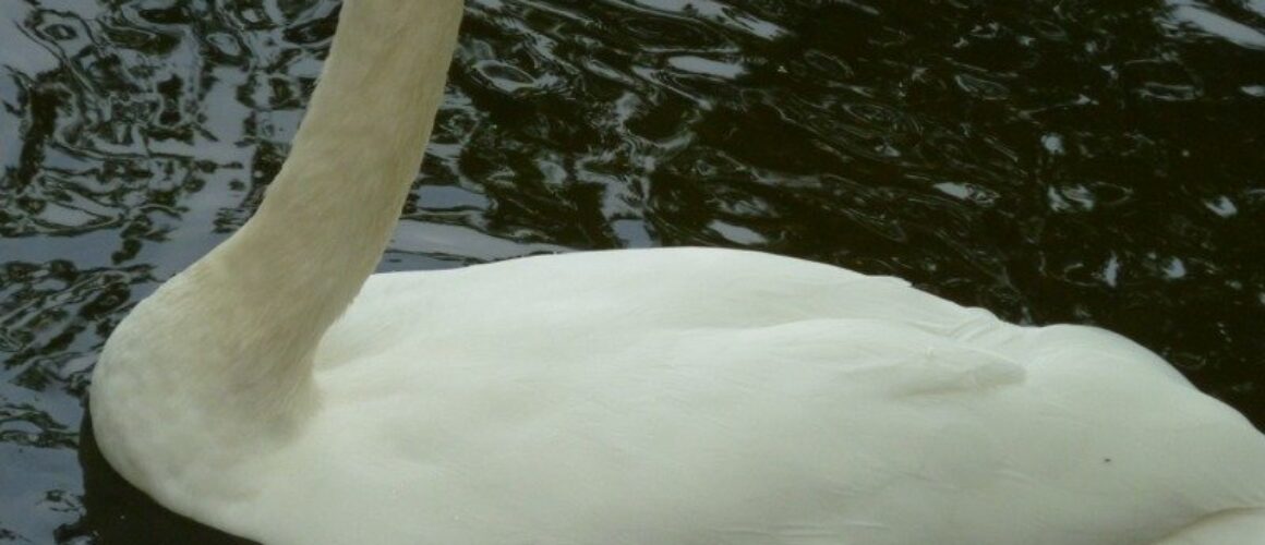 fishers green walk 29