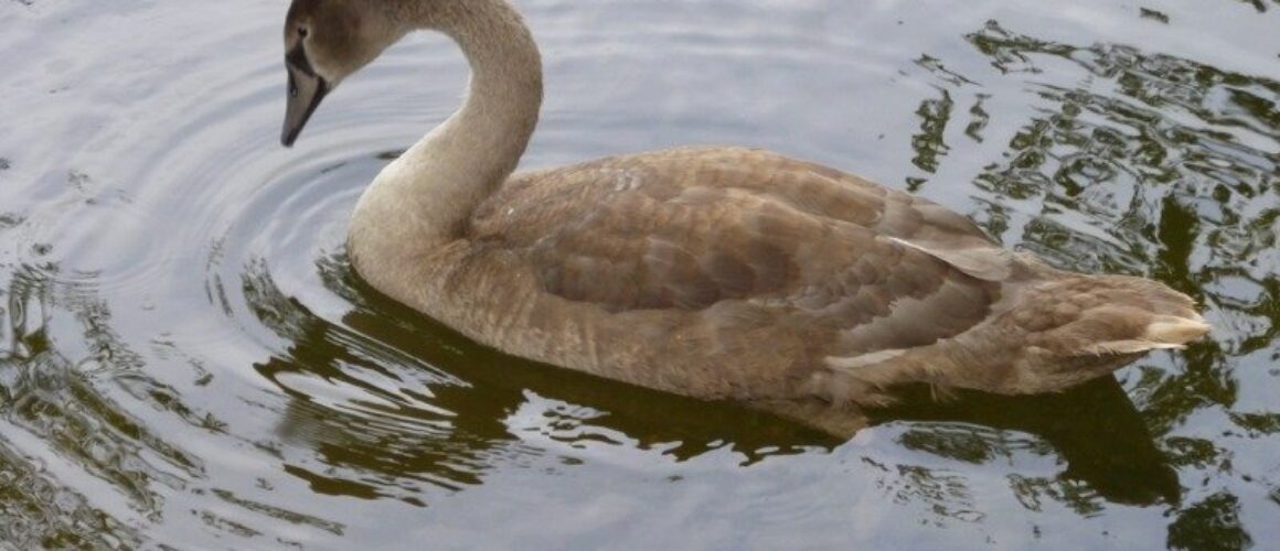 fishers green walk 30