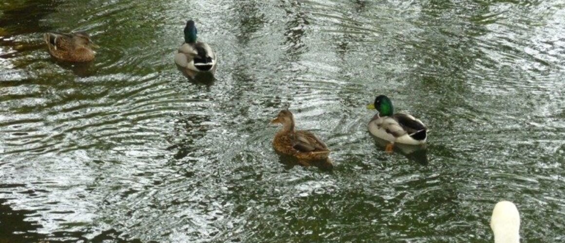 fishers green walk 31