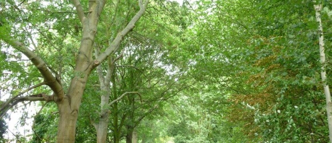 fishers green walk 34