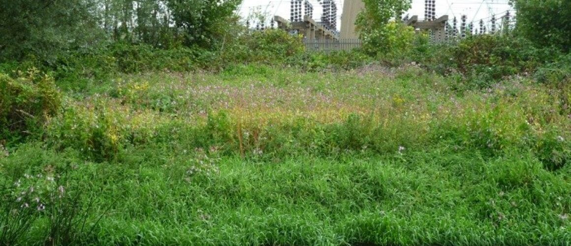 fishers green walk 50