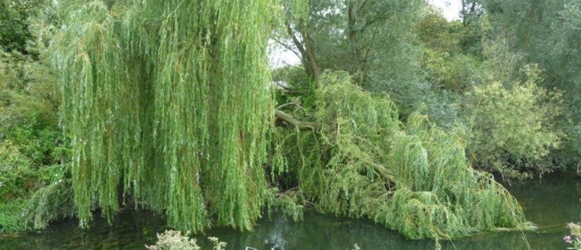 fishers green walk 51