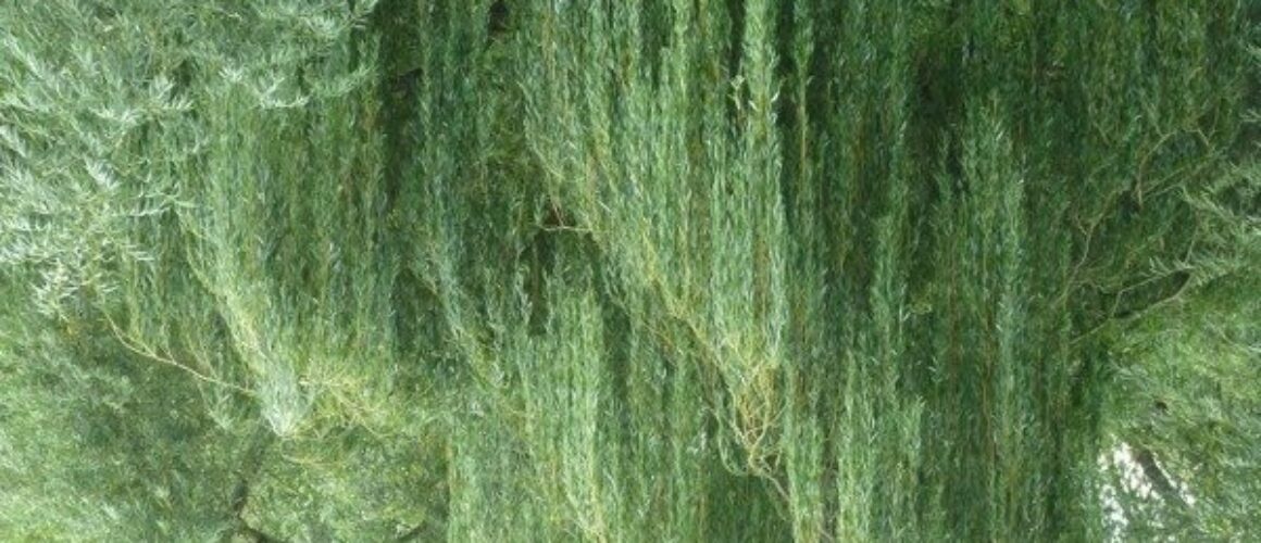 fishers green walk 52