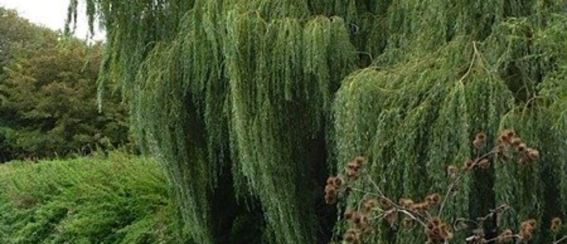 fishers green walk 53