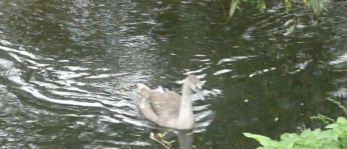 fishers green walk 54