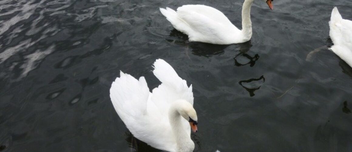 fishers green walk 56