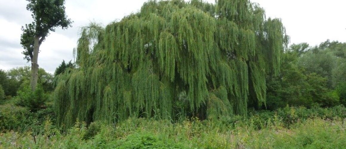 fishers green walk 65