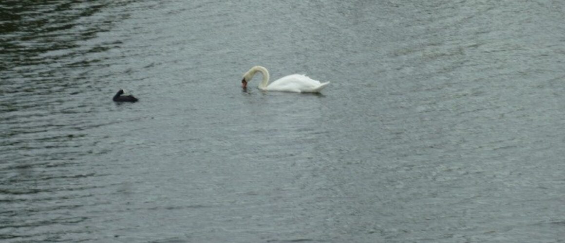 fishers green walk 66