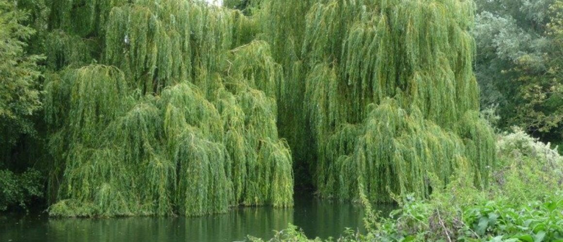 fishers green walk 68