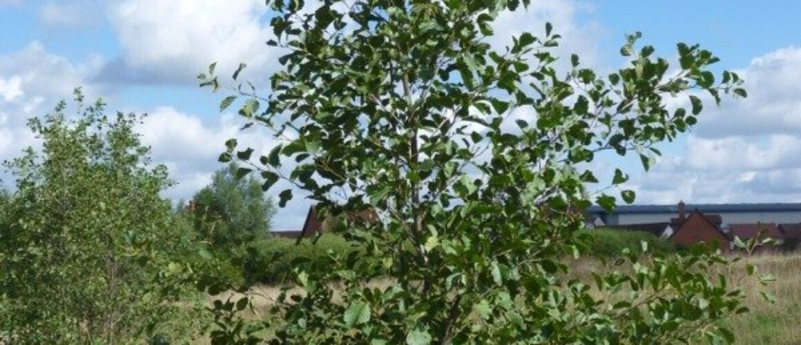 Gunpowder park walk 21