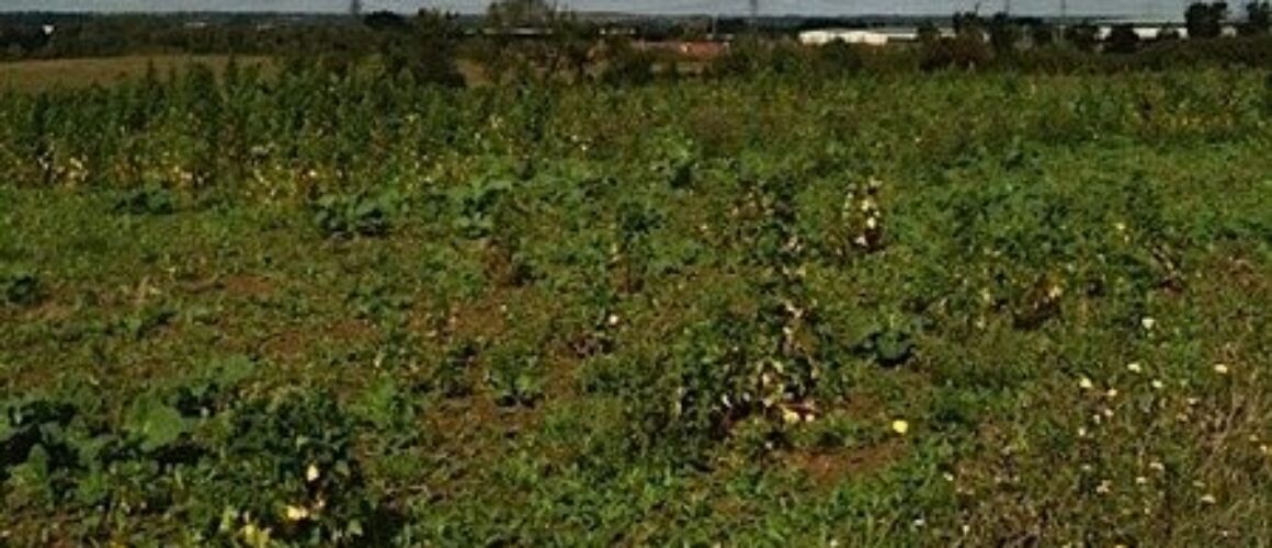 Gunpowder park walk 29