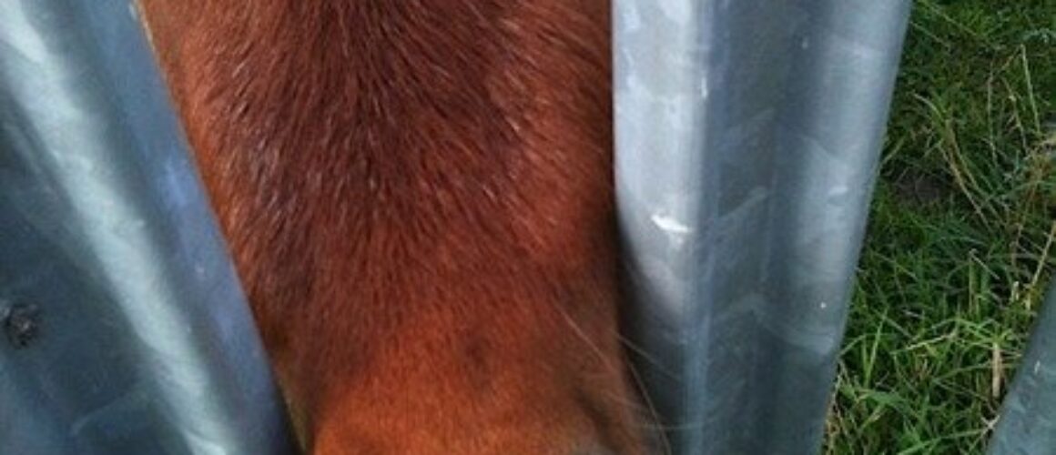 Gunpowder park walk 39